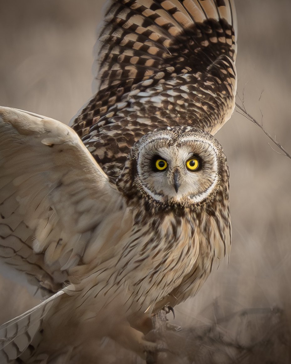 コミミズク🦉 Nikon Z9 NIKKOR Z600㎜ f/4 TC VR-S