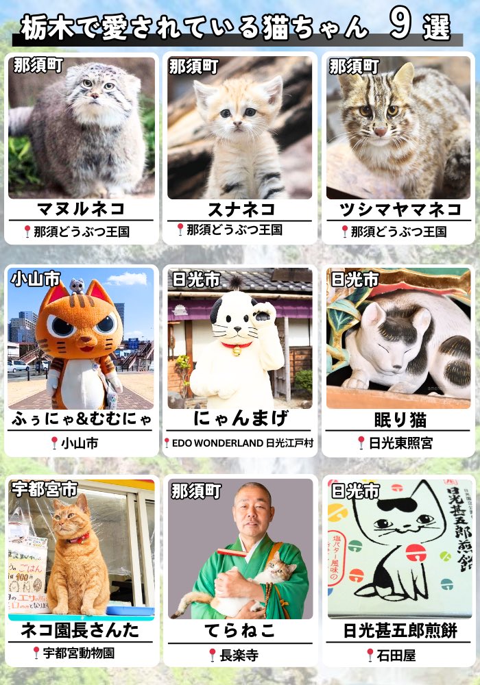 2月22日は猫の日🐈‍⬛
栃木と言えばレアな猫に会える県って知ってました？