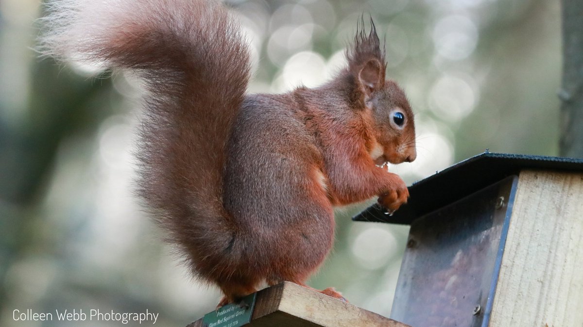 Colleen Webb tweet media