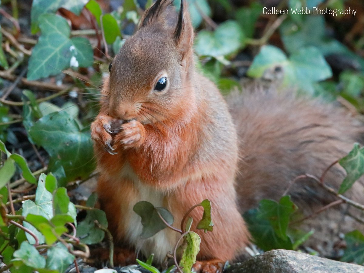 Colleen Webb tweet media