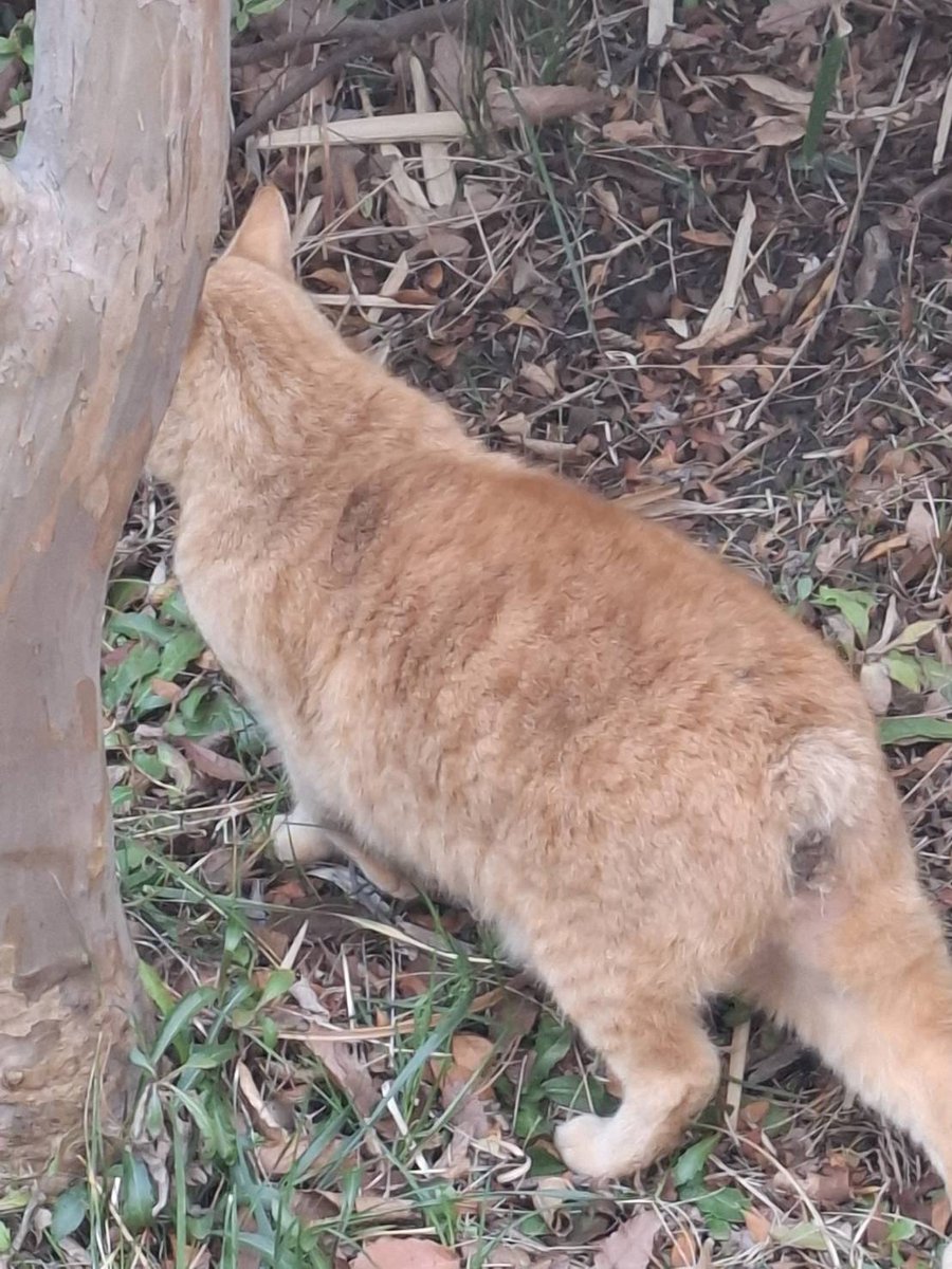 Good morning, everyone🐱☀ にゃんにゃんにゃ〰️ん😹😹😹 きょうは