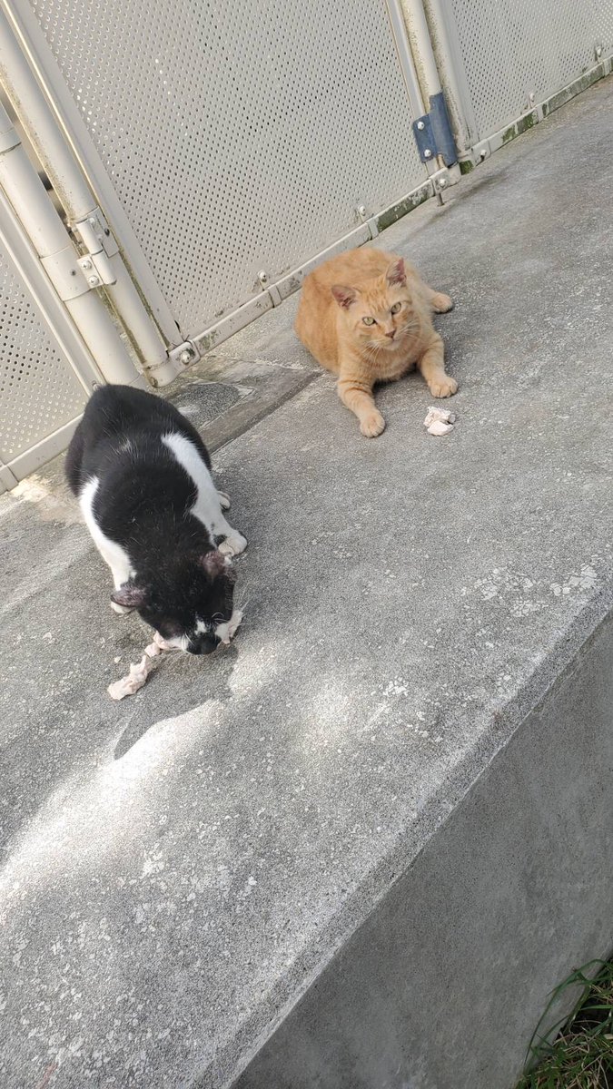 Good morning, everyone🐱☀ にゃんにゃんにゃ〰️ん😹😹😹 きょうは