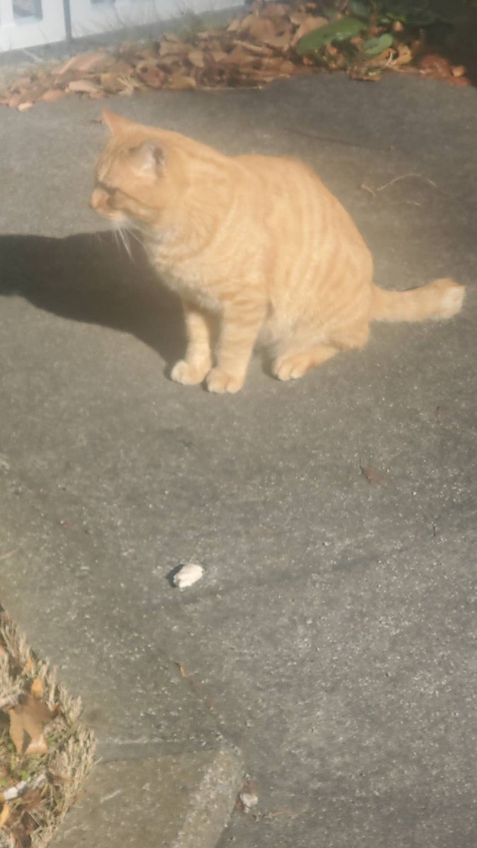 Good morning, everyone🐱☀ にゃんにゃんにゃ〰️ん😹😹😹 きょうは