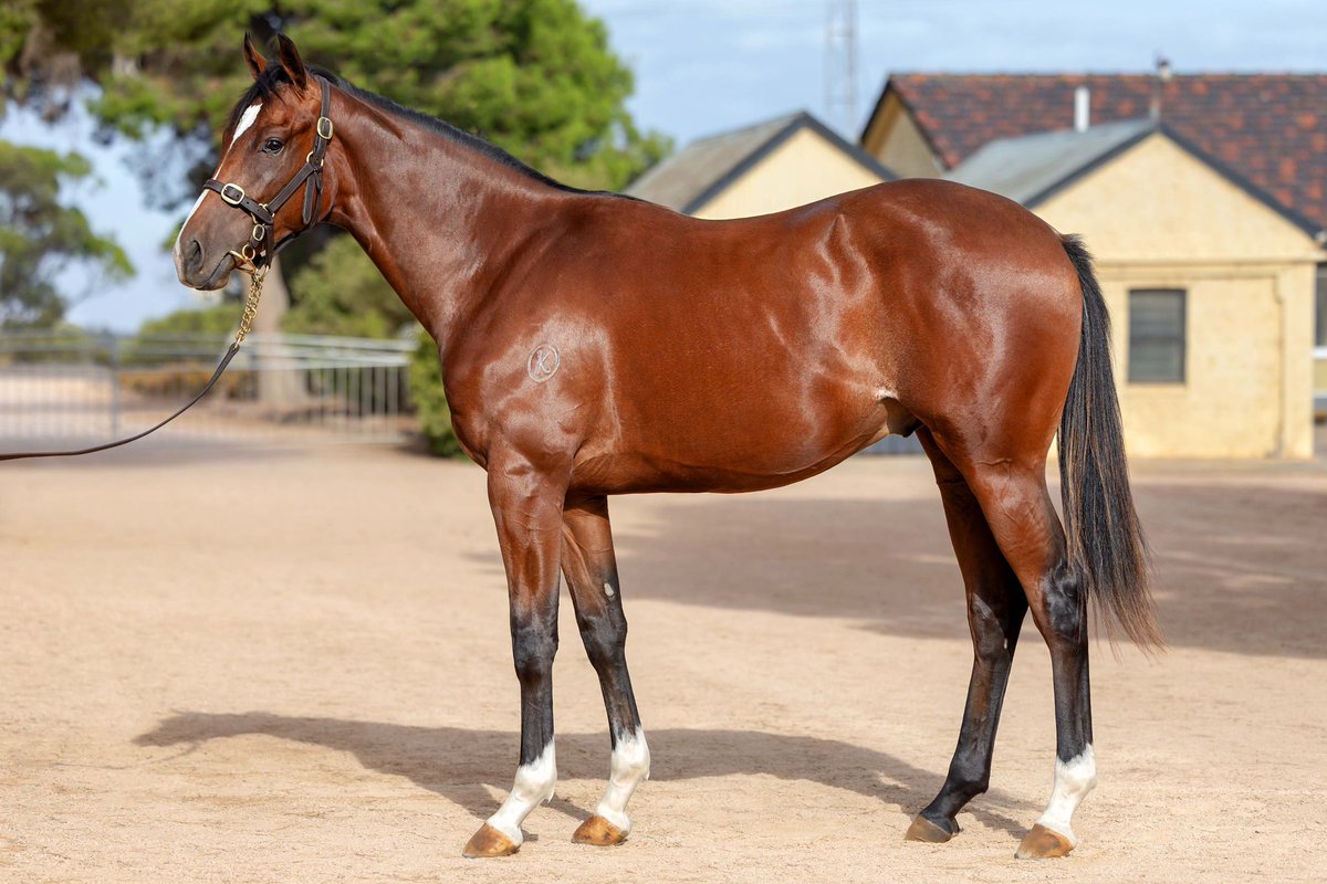 Kambula Stud tweet media