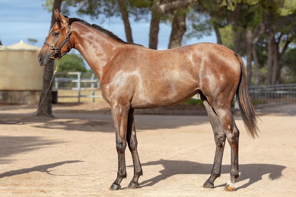 Kambula Stud tweet media