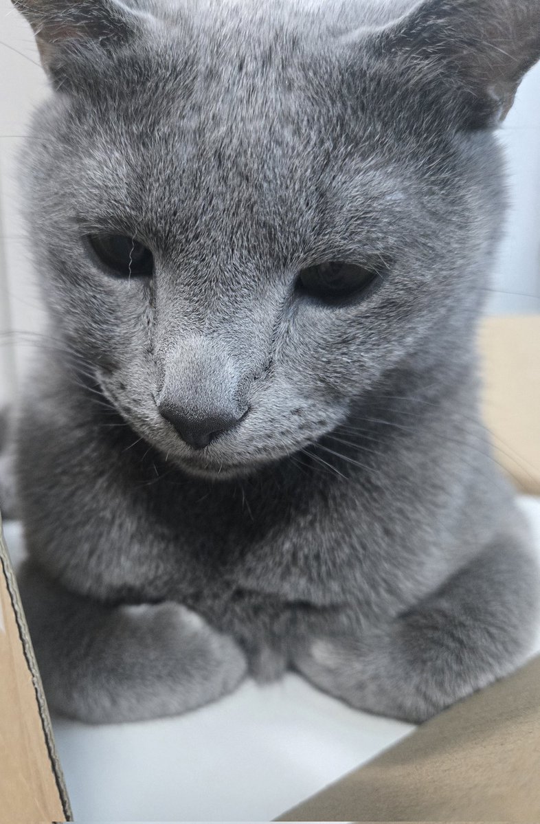 RT @zarinzarinchan: 今日もみいむいは健康です #猫の日