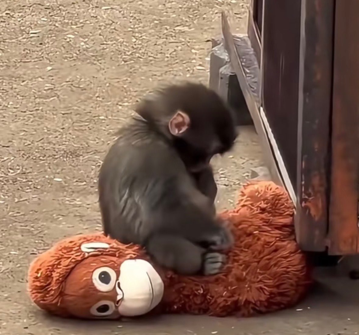 Gopal Verma 🇮🇳 tweet media