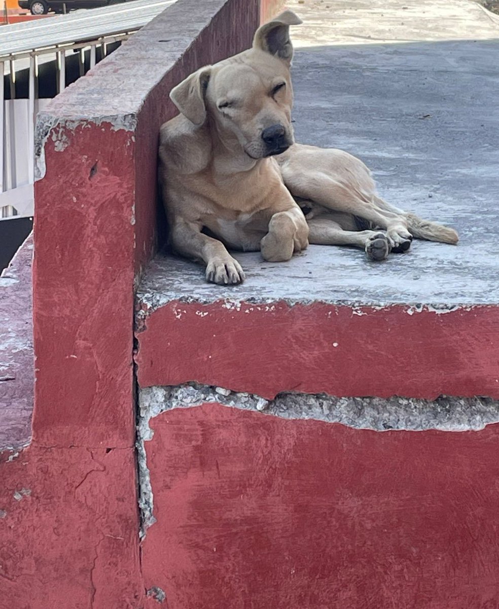 Amigos,nos reportan a este perrito,es obvio que necesita atención veterinaria urgente,lo que tiene quizás sea TVT (es un tipo de cáncer) o algún tumor.

Si alguien lo puede recibir ayudamos trasladándolo,no damos ubicación.