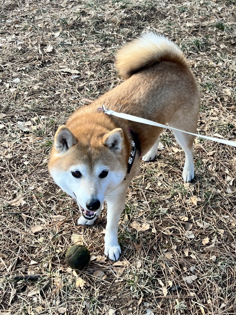 柴犬おとちゃん🐕6歳 (@0218_oto) / Posts / X