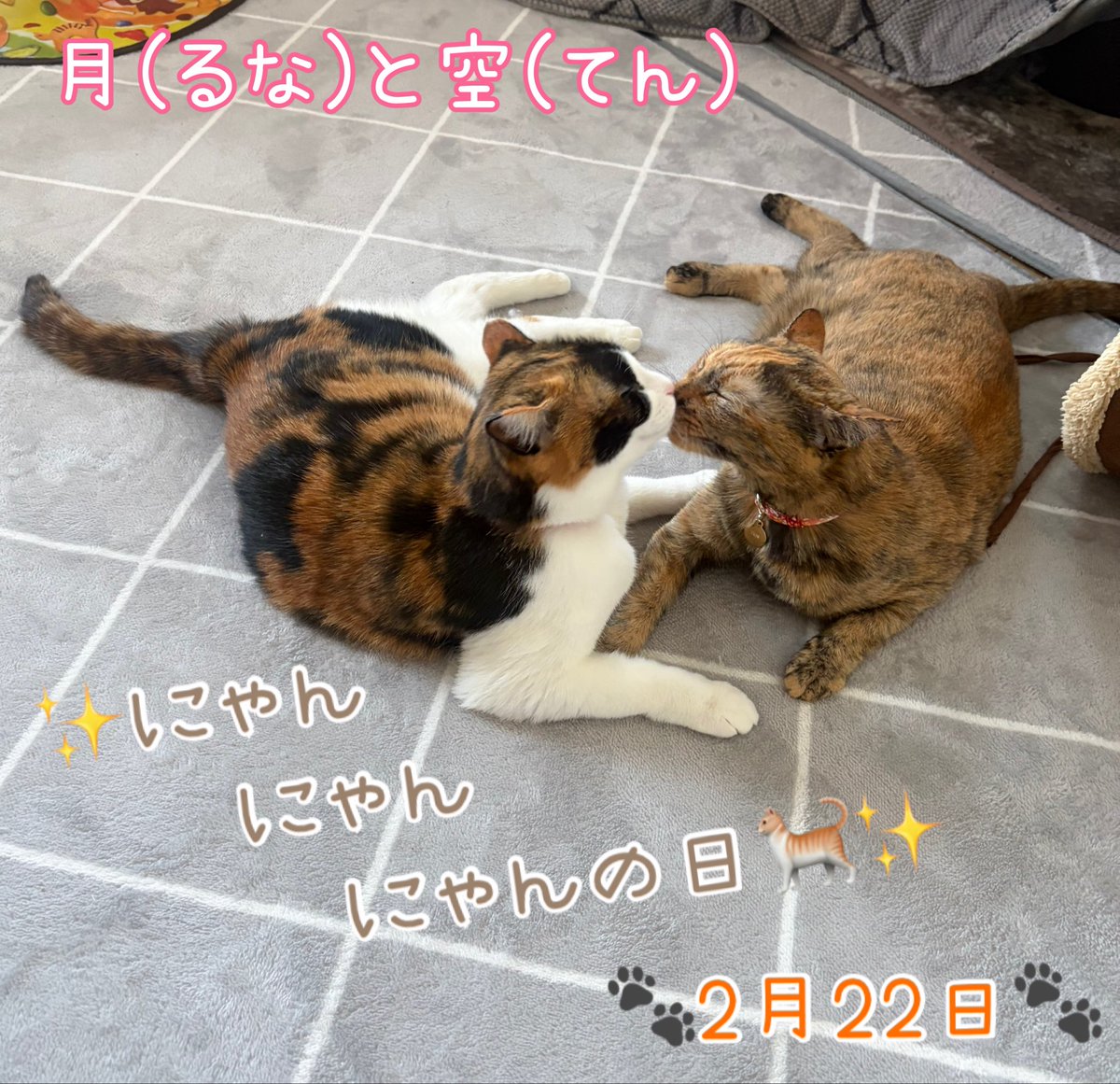 runa2ten's tweet photo. 今日は猫の日💕
＃猫　＃ねこ　＃cats   ＃猫好きさんと繋がりたい　＃にゃんこと生活　＃毎日猫がいる　＃猫がいる幸せ　＃サビ猫と三毛猫　＃てんるな姉妹日記　＃猫の日　＃うちの子は今日もかわいい https://t.co/AW3Ek5ObZd