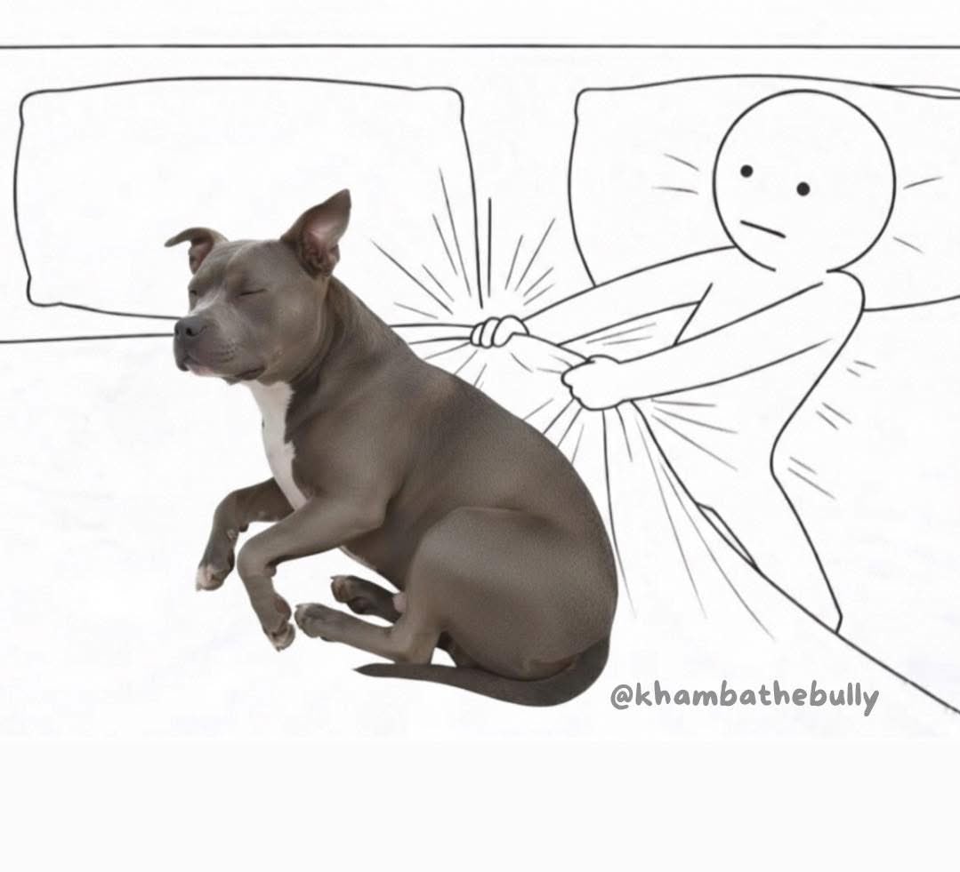 Dilo con perritos tweet media