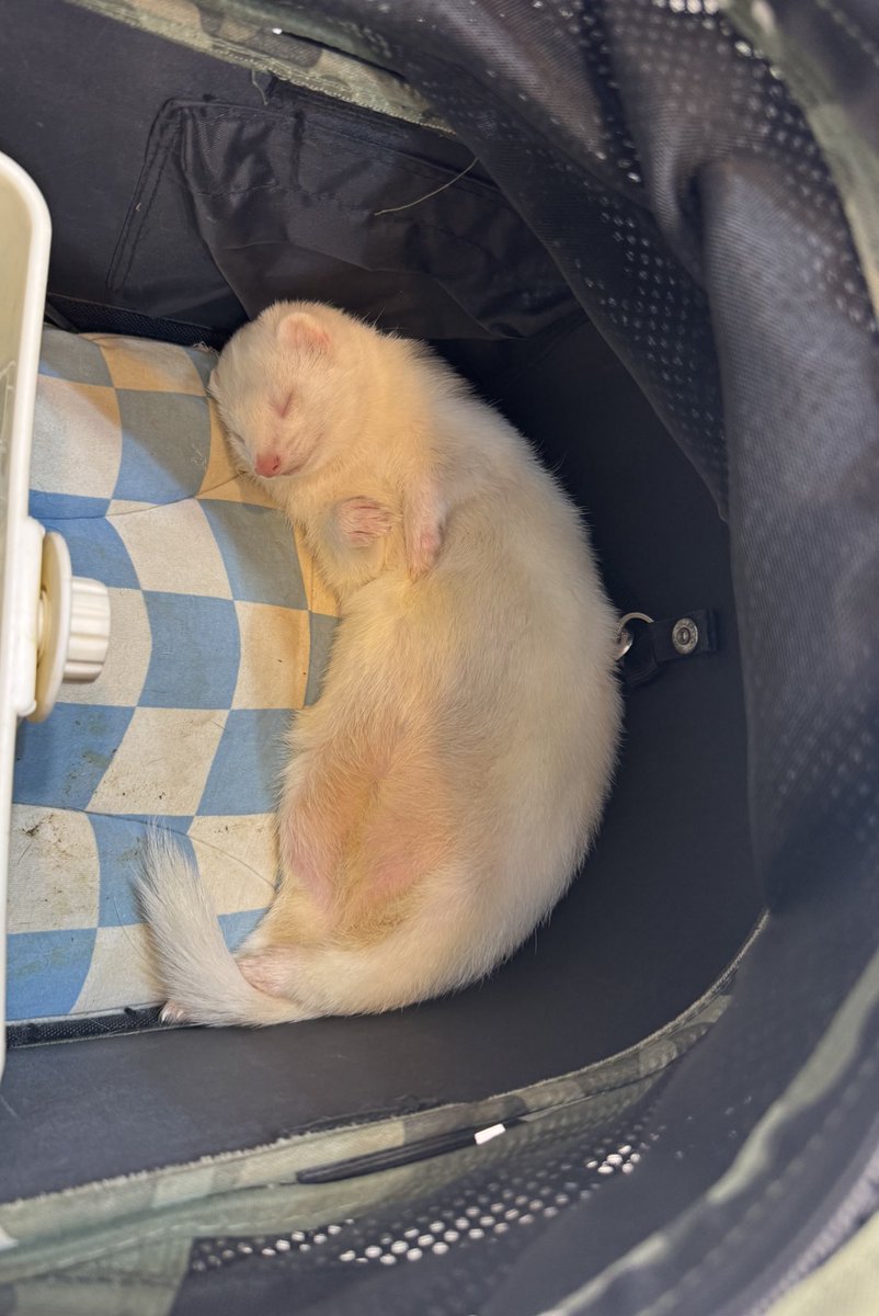 バギーの中で爆睡中のほへと😪💤