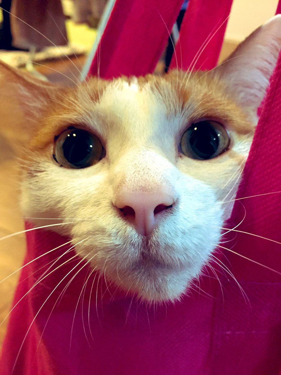 utaemon0219's tweet photo. 愛猫たちを祝いましょう🎉

#猫の日 #ねこの日 #ネコの日 https://t.co/A1pfa7YcIj