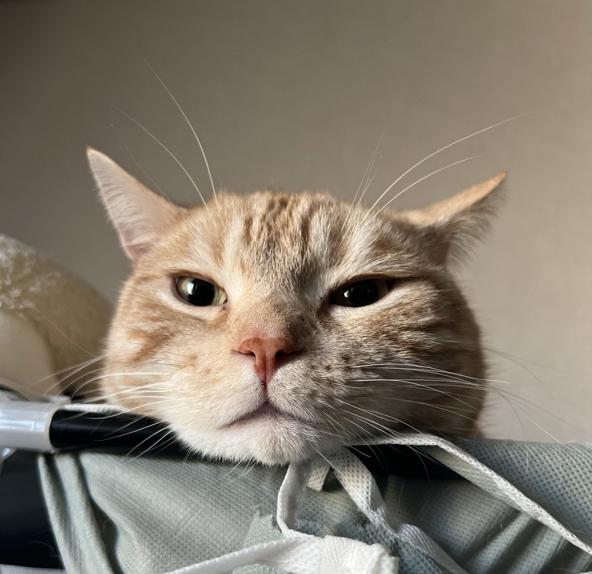 PaayanZoo's tweet photo. 猫の日🐾🐈💖 https://t.co/DKYtAcciNk