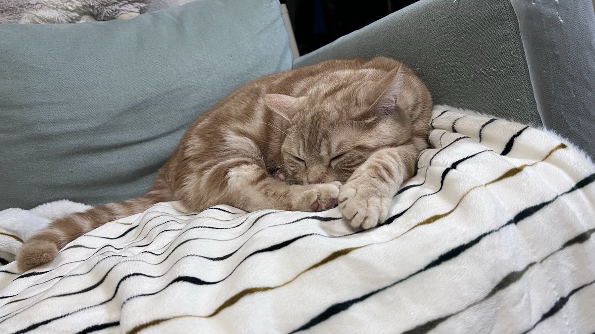 PaayanZoo's tweet photo. 猫の日🐾🐈💖 https://t.co/DKYtAcciNk