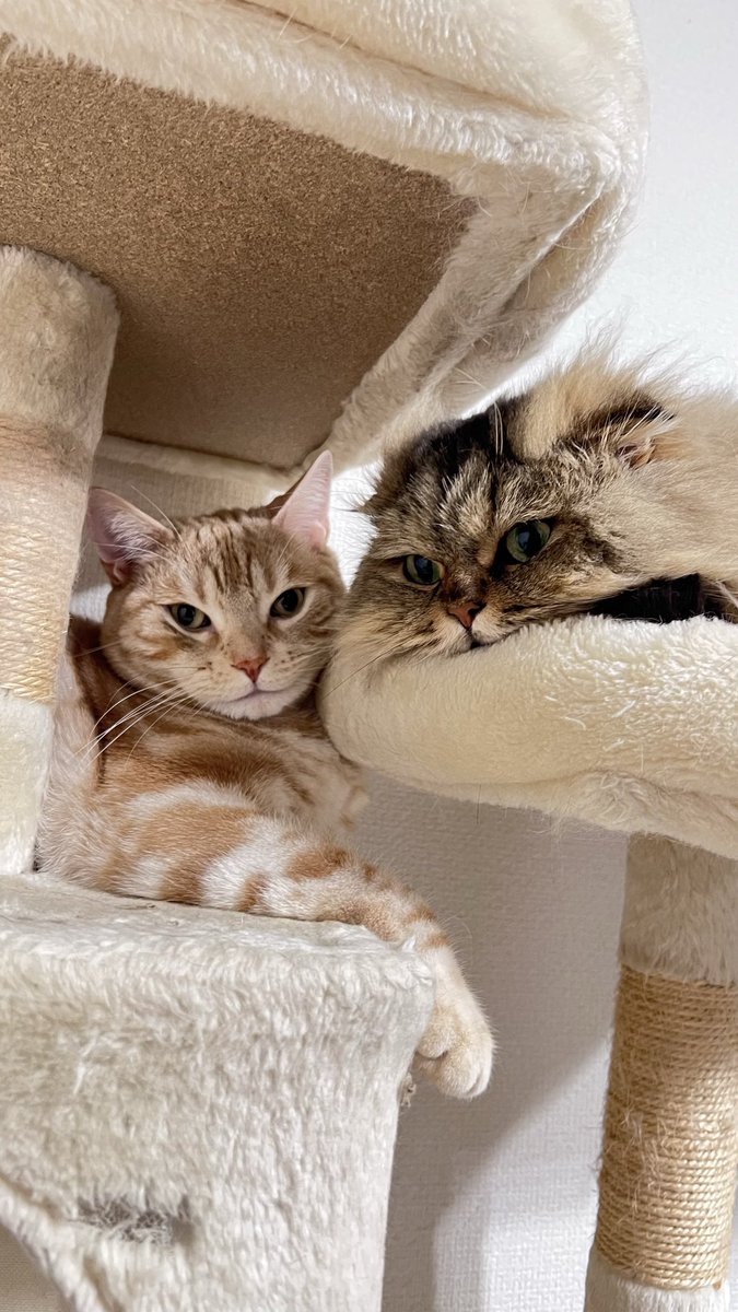 PaayanZoo's tweet photo. 猫の日🐾🐈💖 https://t.co/DKYtAcciNk