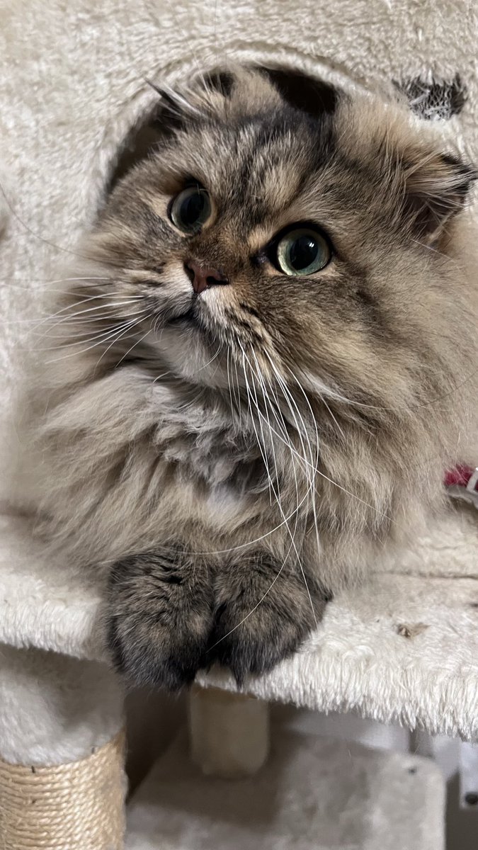 PaayanZoo's tweet photo. 猫の日🐾🐈💖 https://t.co/DKYtAcciNk