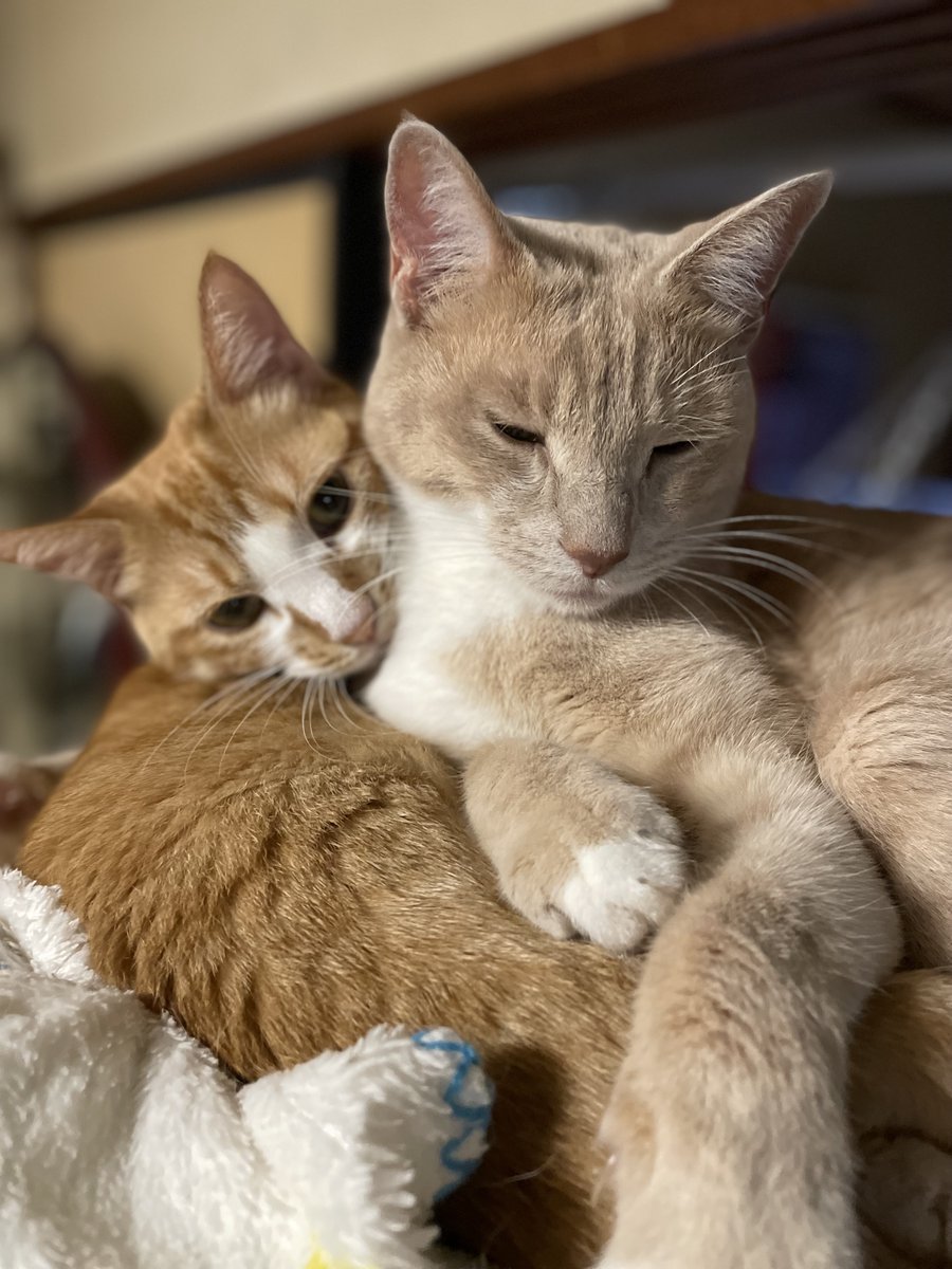 朝の散歩中に悲鳴みたいのが聞こえて何事かと思ったら猫。いろんな鳴き声が聞こえて幸せな猫の日。
どうも佐藤ですｗ

猫の日なので猫グッツを🐈
ストラップもありますよ～

佐藤家の姉弟猫も載せときます🐈

お待ちしてます！

本日のスタジオ予約状況～bit.ly/2uhDP1a