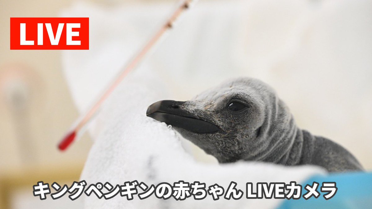 この後12：30頃～、キングペンギンの赤ちゃんライブ配信実施🌟／ 定点