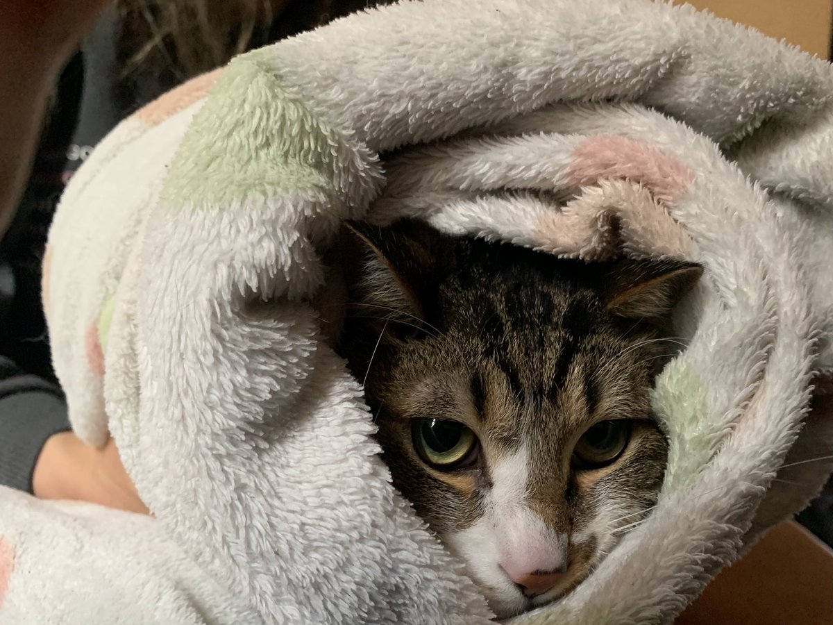 ねこかわいい
#猫の日