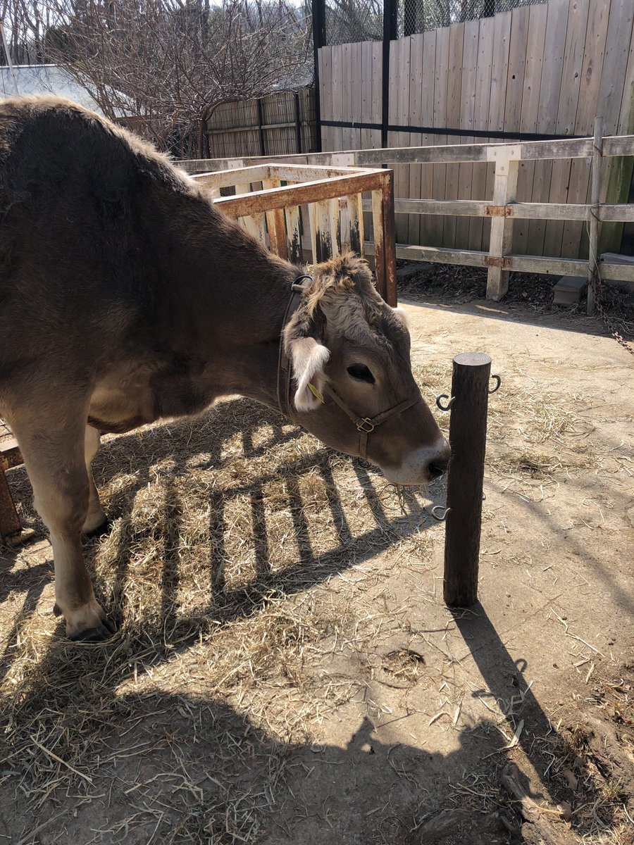 Post by まかろに on X: 牛🐂ちゃん