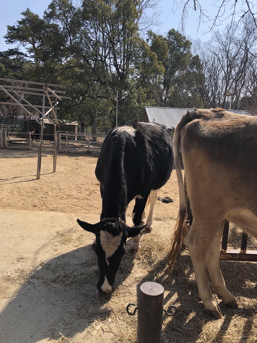 ⭐︎牛⭐︎ Post by まかろに on X: 牛🐂ちゃん