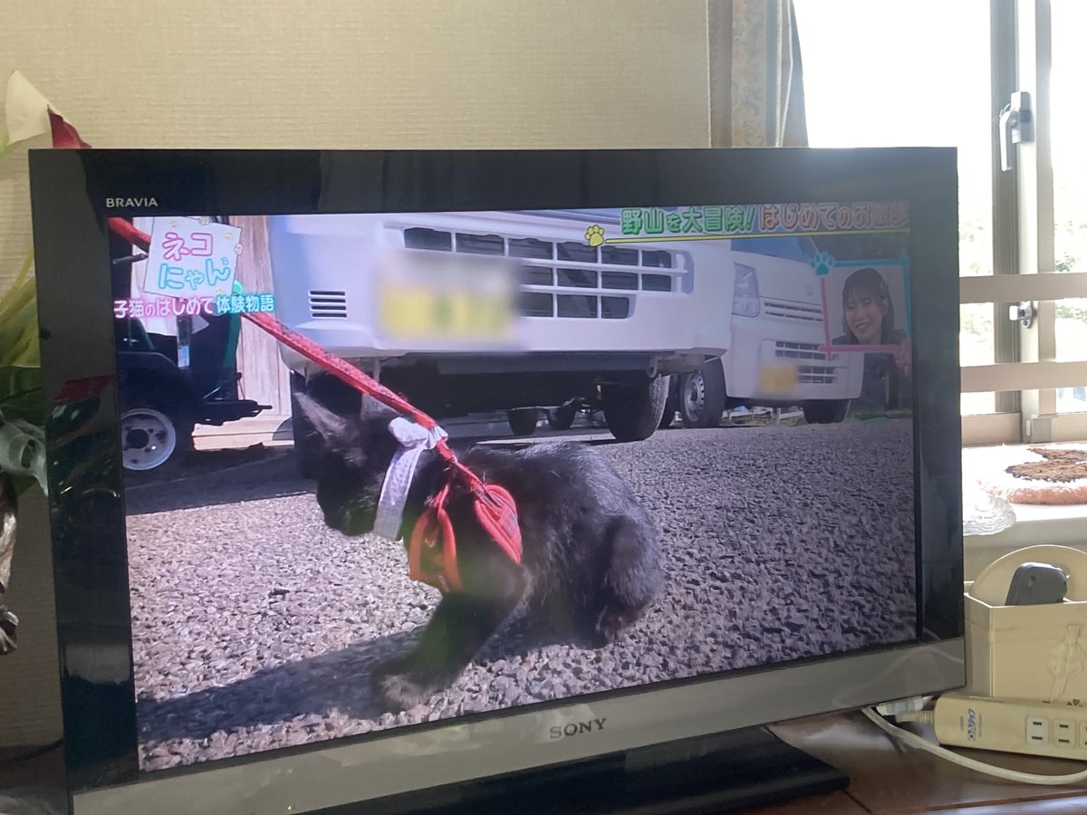 shelby______'s tweet image. BSテレ東の『ネコにゃん』というバラエティ番組で
３ヶ月の子猫に初めてハーネス付けて散歩させるのを特集していて
普通に腹が立つね🥶

テレビで猫の散歩を推奨しないでくれよ😡
これでハーネスすり抜けて逃げて
何匹死んだと思ってるんだ…
寄生虫とかのリスクも説明してないしさあ