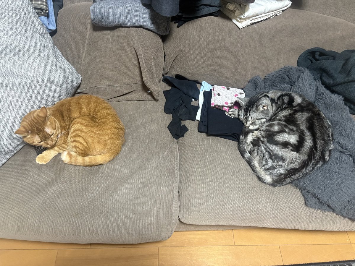 #猫の日