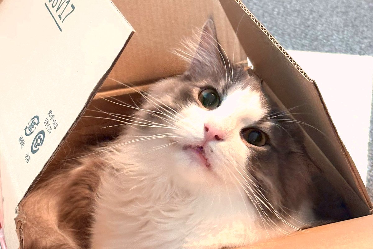 みんにゃ～今日だけのXニャンペーン見逃さないでニャ～🐈 引用元で