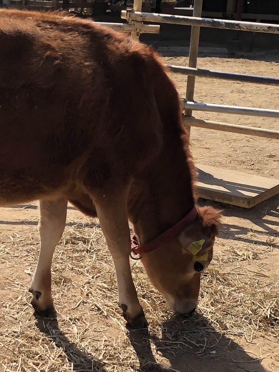 Post by まかろに on X: 牛🐂ちゃん