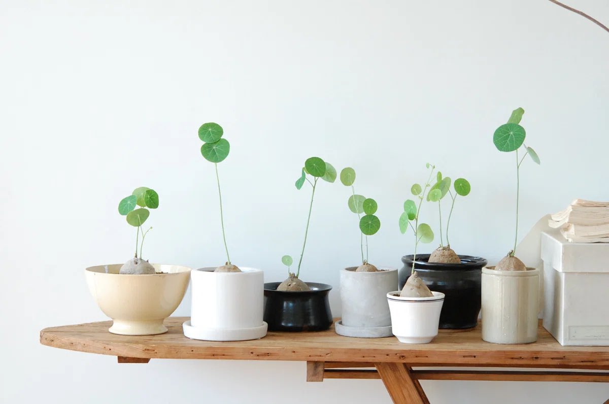 tkr_kg's tweet photo. 既出だったら申し訳ないんですけど、クリショの背負い箱の下段にある植物、絶対「ステファニア」だと思うんです。めちゃ育てやすくてめちゃ可愛いので、リヴリーさんで気になった方は調べてみてね🌿 https://t.co/fgx3Fy6GOP