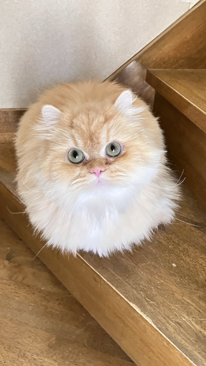 Windows3424's tweet photo. まん丸ネッコ様
#ねこの日 
#サイベリアン https://t.co/A1fB1XZCBj