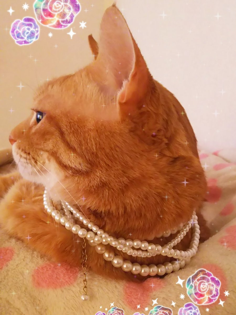 #猫の日
(=^・^=)きなこ #過去画像