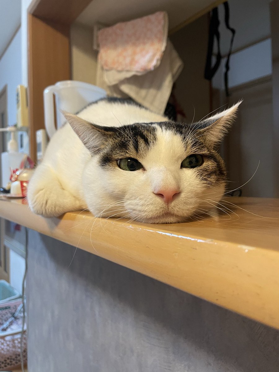 guide_el's tweet image. 猫の日ということでなっちゃん🐈#猫の日 @aimyonGtter 
今のあいみょん🐰🥕かな笑