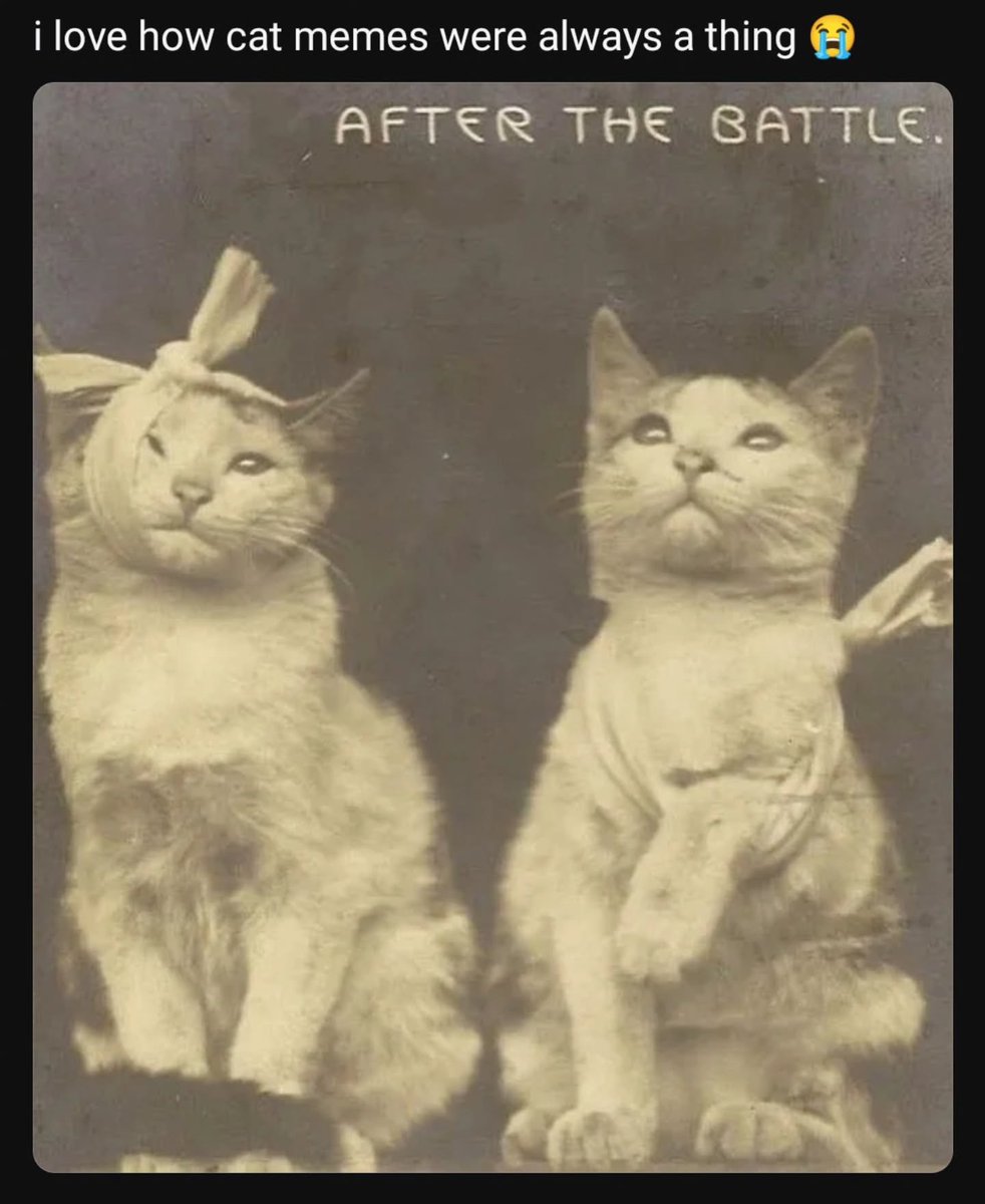 Punch Cat tweet media