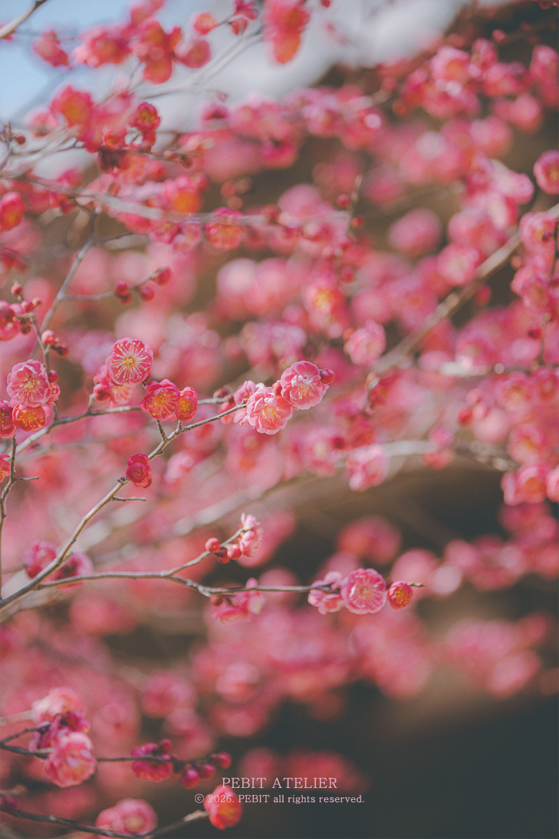 _pebit_'s tweet image. 겨울의 끝을 배웅하며 가장 먼저 봄을 여는 꽃, 홍매화