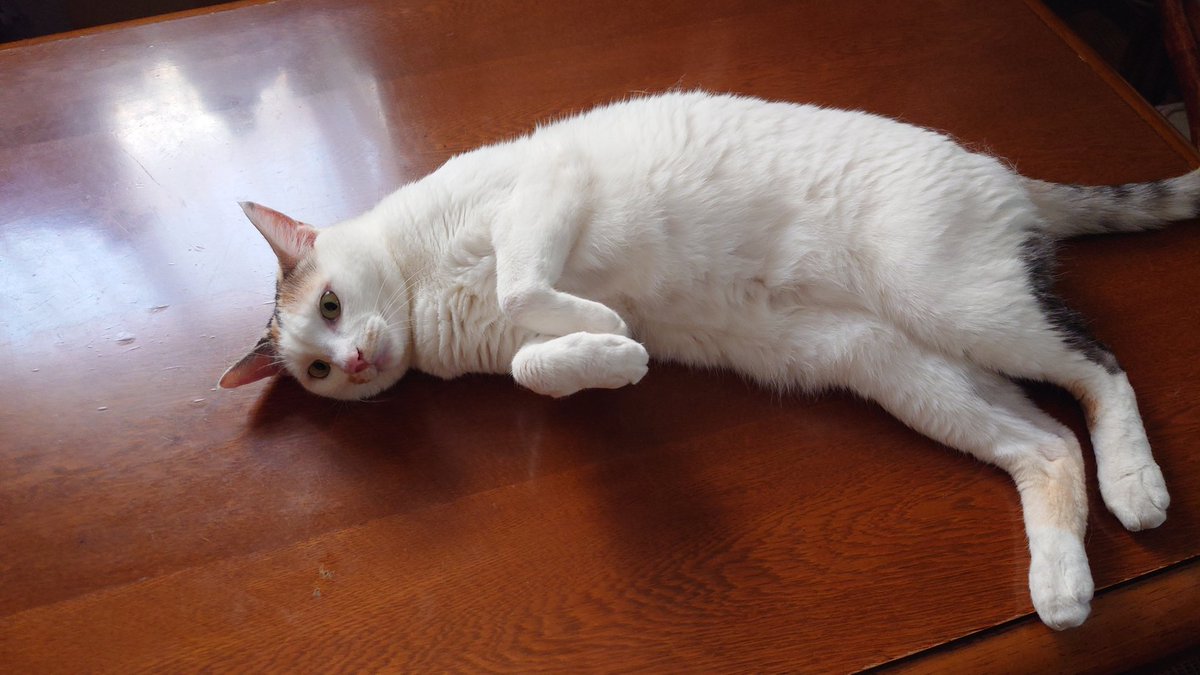 栁沢友規(ヤナギサワトモキ) tweet media