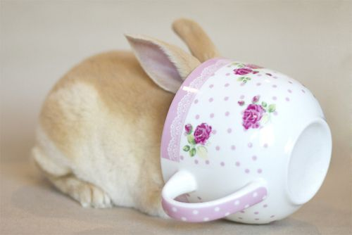 suchabunnyway's tweet photo. me, a teaholic https://t.co/sABxfpNtLr