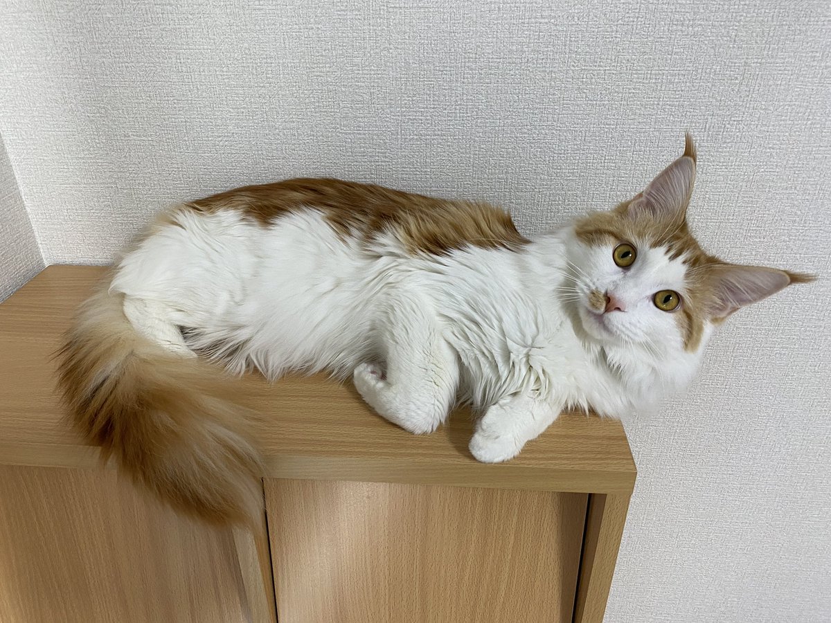 今日猫の日だってね うちの娘ん家の猫ちゃんの画像送って来た 頼ん