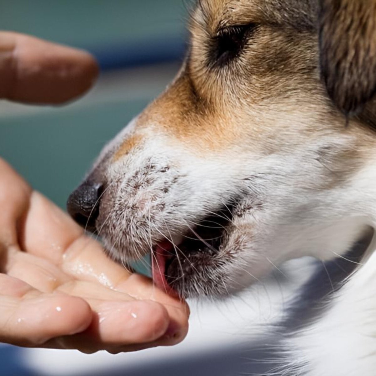 🔵 İngiltere’de köpeğinin elindeki küçük bir yarayı yalaması sonrası vücuduna yayılan enfeksiyon nedeniyle 56 yaşındaki kadın dört uzvunu kaybetti.