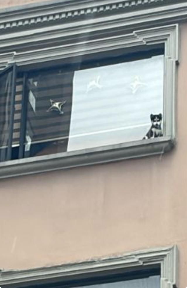 ComiteSalvador's tweet photo. ¡Gracias infinitas a @BomberosQuito @ECardenasVarela  por su valiente y rápida intervención! Rescataron con éxito a un #Husky atrapado en el filo de una ventana #Quito #Hipercentro. Su dedicación a salvar vidas, incluidas las nuestras 🐾#Notimercio #ComunidadQuito #RescateAnimal https://t.co/h7eNzVt85p