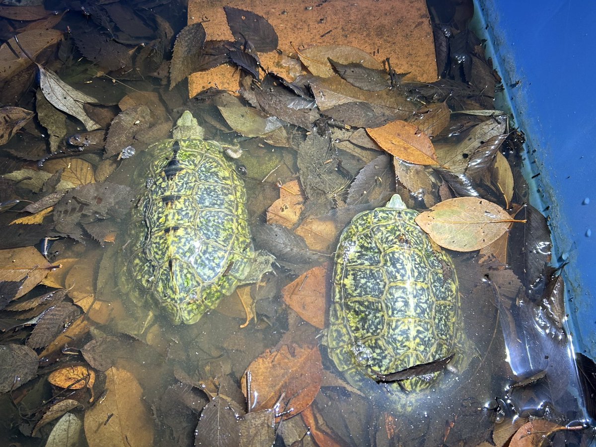 野生人 tweet media