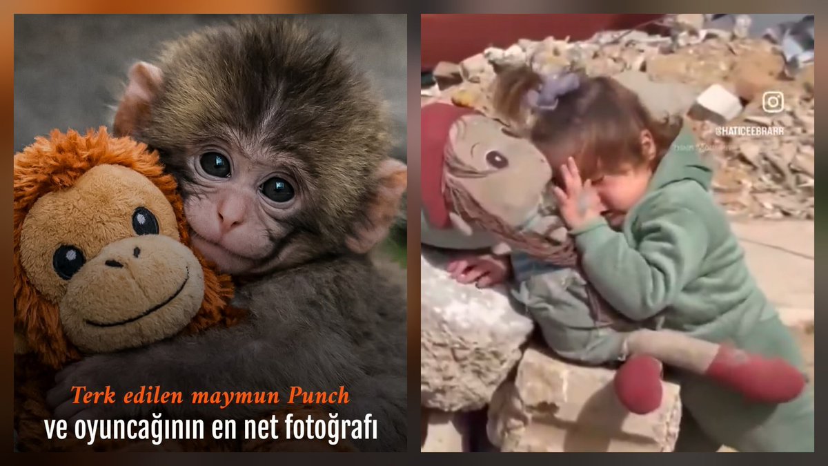 Anne babasız kalan #Gazze'li çocukların, #punch isimli bir maymun kadar önemsenmediği garip bir dünyada yaşıyoruz.
#GazaGenocide #GazaHolocaust