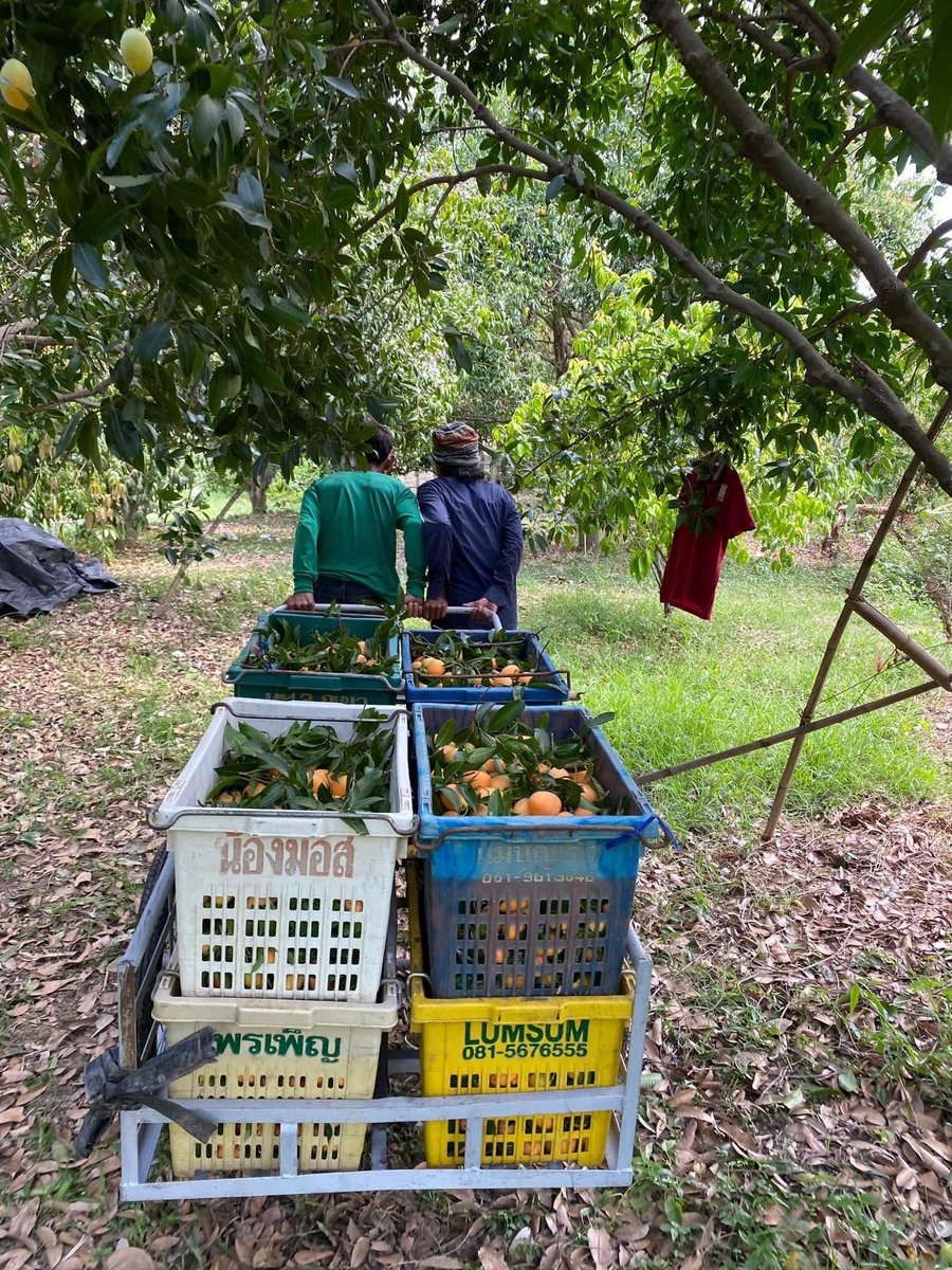 🚜🍋 วันนี้มีส่งมะยงชิดนะค้า ลูกค้ายังสั่งมะยงชิดได้เรื่อยๆเลยนะคะ มีเยอะมากจริงๆค่ะ 🙏🏻🥹