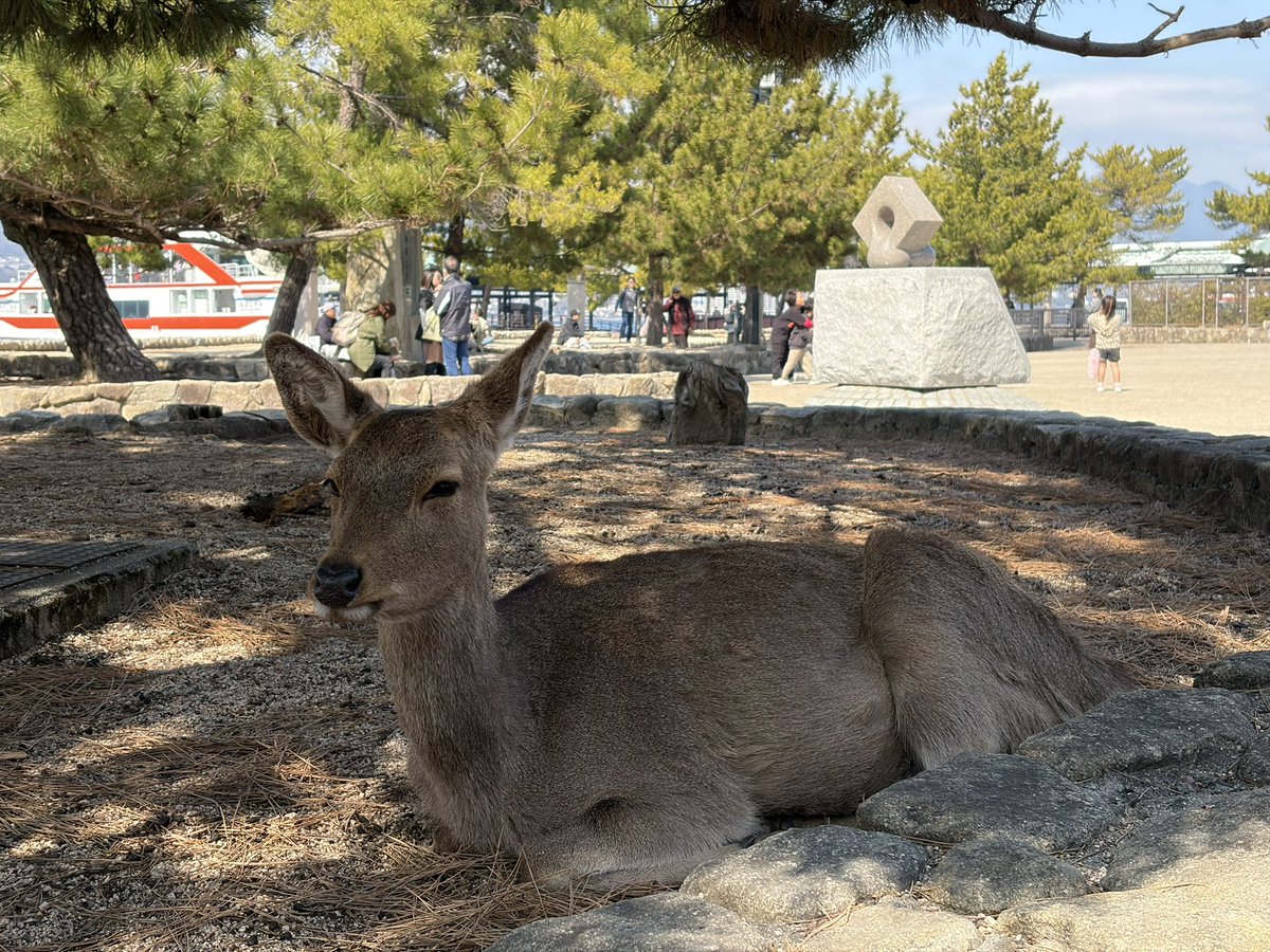 ごまま🐰 tweet media