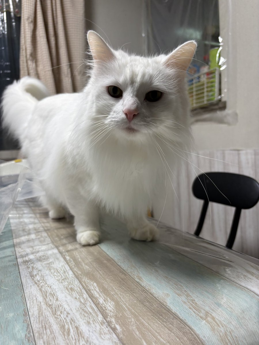 Benihane629's tweet photo. 今日2/22は猫の日です。
猫の日なのです。
猫を強めに愛する日なのです。

#猫の日 https://t.co/TOoaf0eiPp