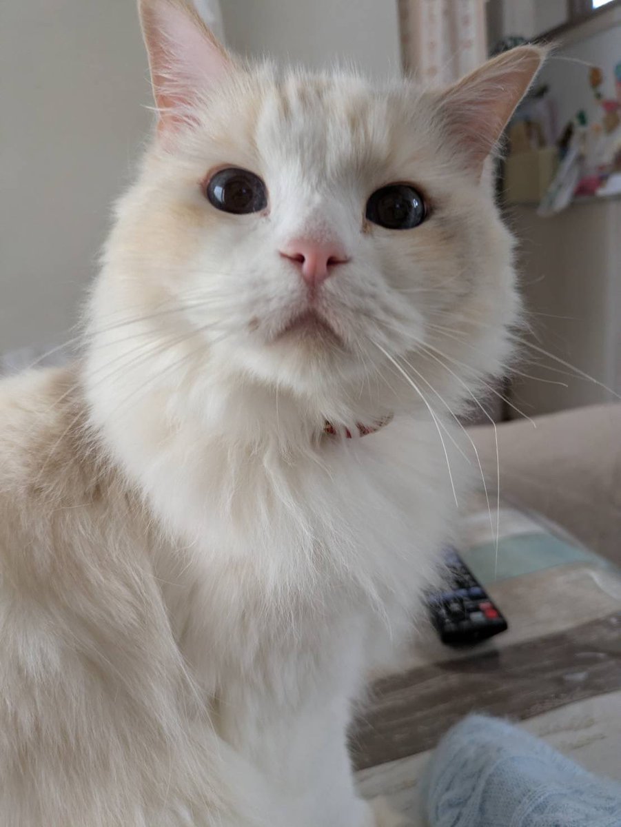 Benihane629's tweet photo. 今日2/22は猫の日です。
猫の日なのです。
猫を強めに愛する日なのです。

#猫の日 https://t.co/TOoaf0eiPp