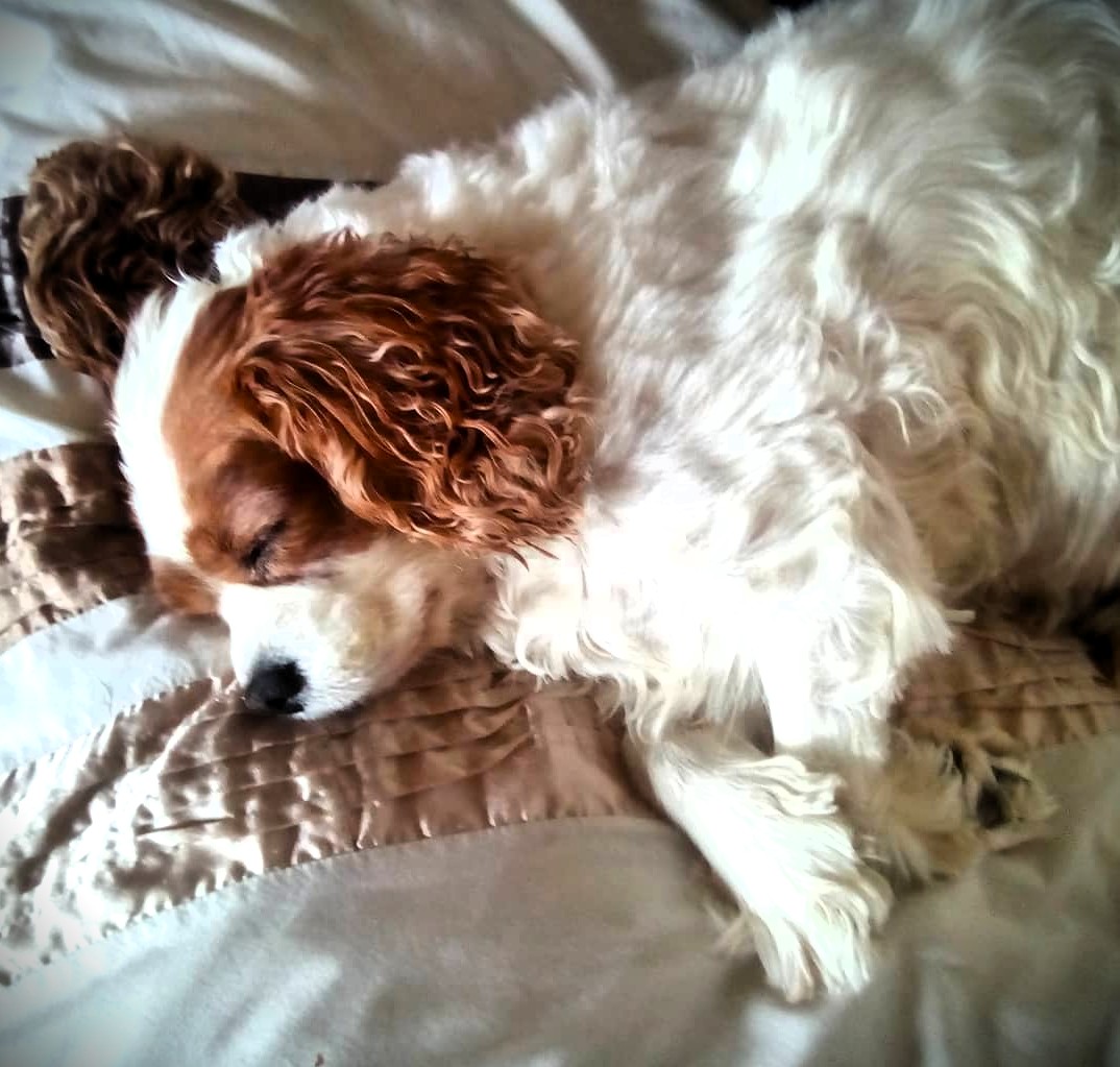 MandyAstle's tweet photo. My little sleeping angel in 2014 ❤️ #gonebutneverforgotten #cavpack #rainbowbridge #dogsoftwitter #dogsofX #cavaliers #memories #alwaysanangel https://t.co/zPc2bl5NKP