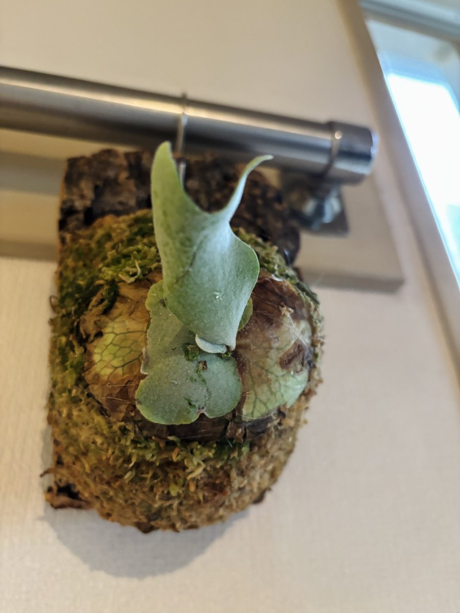 ATATA練でリンキー(ERA)いったら1階で植物販売やっててゲットしちゃい