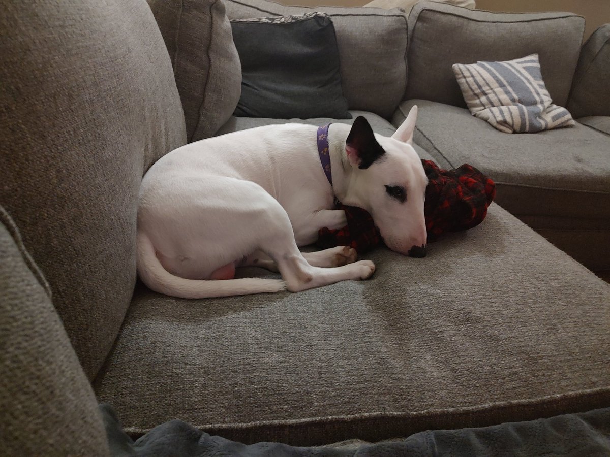 Spike The Rescue Pup & Rex The TV Terrier ®🌈🐾 tweet media